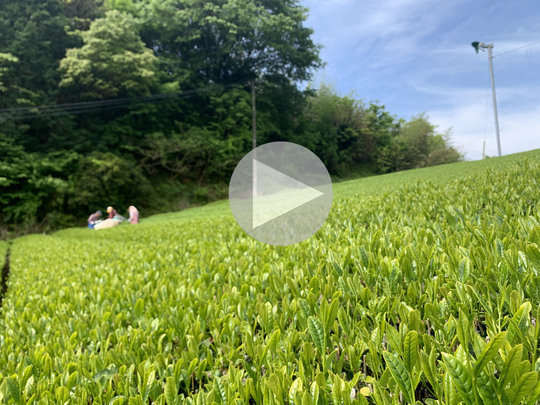 無農薬日本茶の製造・販売 つきまさ静岡工場