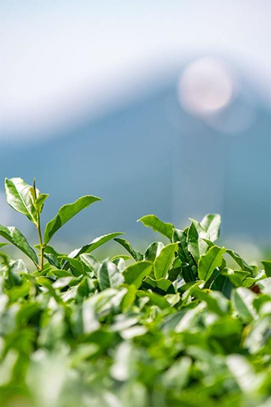 限定煎茶 日本緑茶党 日本茶 ぐり茶 の 製造 通販 販売 は つきまさ静岡工場